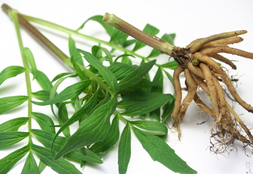 Uses for Valerian Root