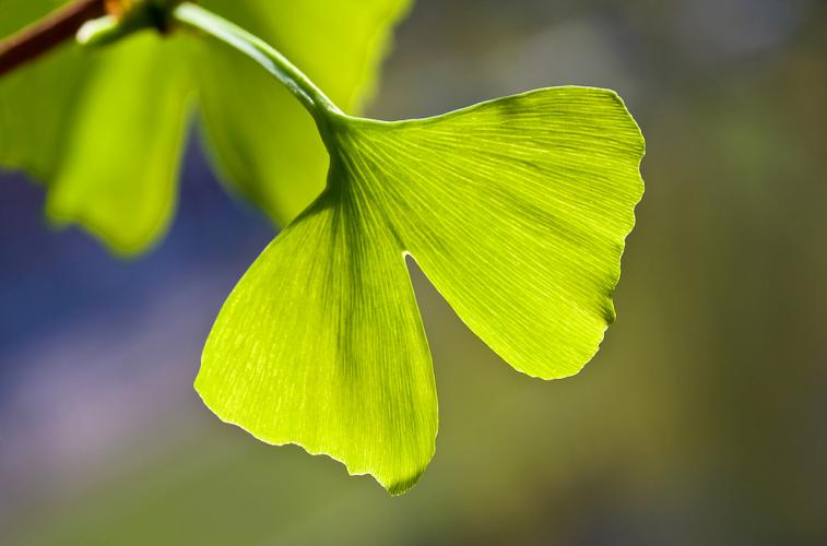 The Medicinal Properties of Ginkgo Biloba 