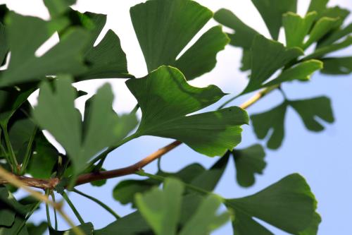 Ginkgo Biloba Tree