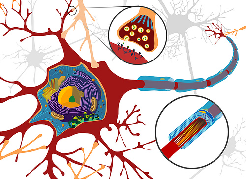 {#/pub/images/neurons.jpg}